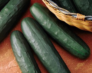 Thunder Hybrid Cucumber Seeds